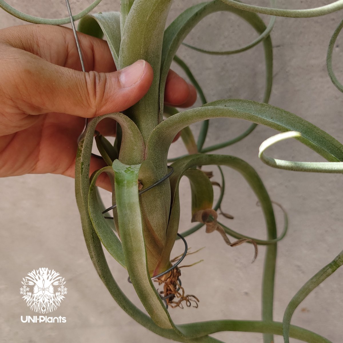 カーリースリム×ディグエティ(※My Original Hybrid) Tillandsia Curly slim チランジア カーリースリム Hybrid-Till