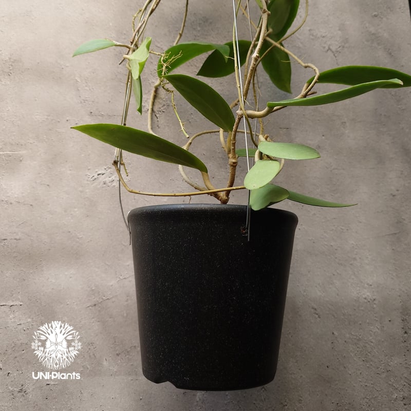 Hoya mindorensis lite yellow ホヤ ミンドレンシス ライトイエロー