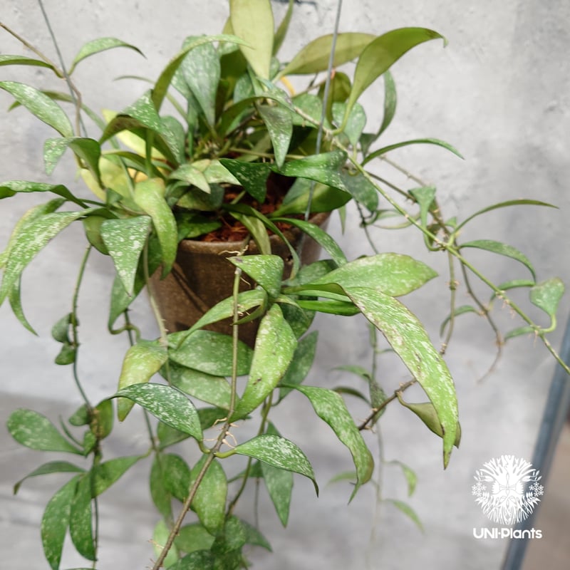 限定1株入荷 Hoya Parviflora splash ホヤ パルビフローラ スプラッシ