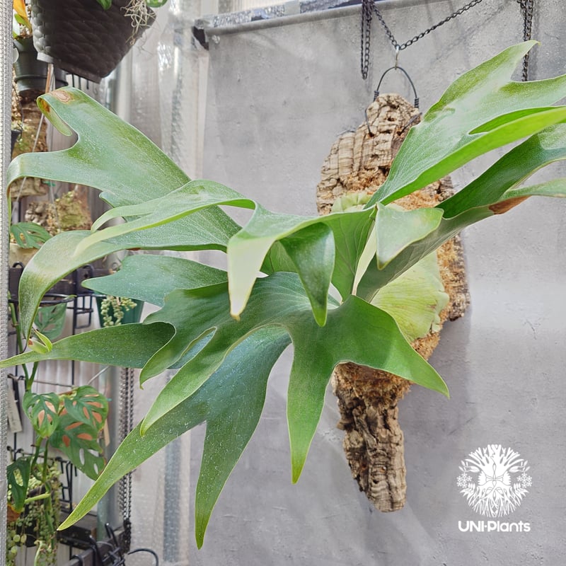 Platycerium hillii wild ビカクシダ ヒリー ワイルド株 ビカクシダ原種