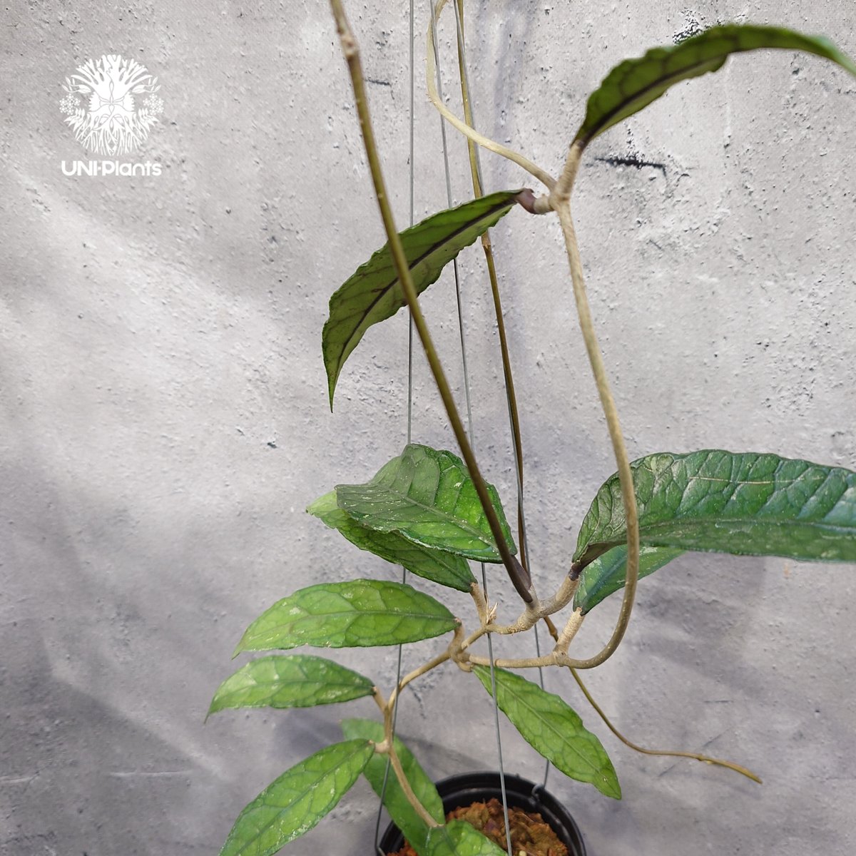 Hoya Aceh (NAP 01) ホヤ 希少 ホヤ植物 ホヤの花 珍しい 希少なホヤ