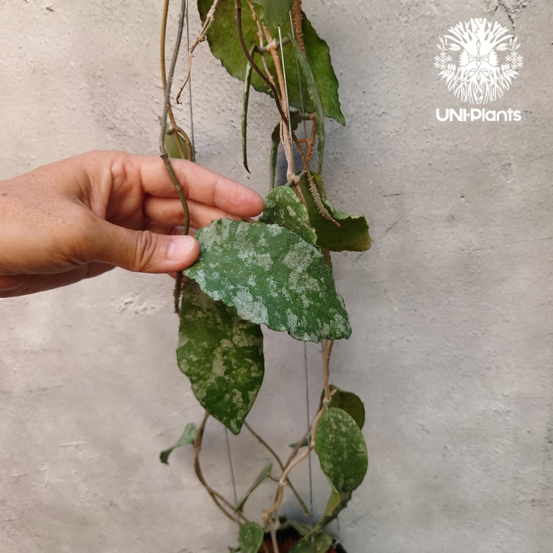 Hoya Caudata gold ホヤ カウダータ ゴールド ホヤ植物 植物 珍奇