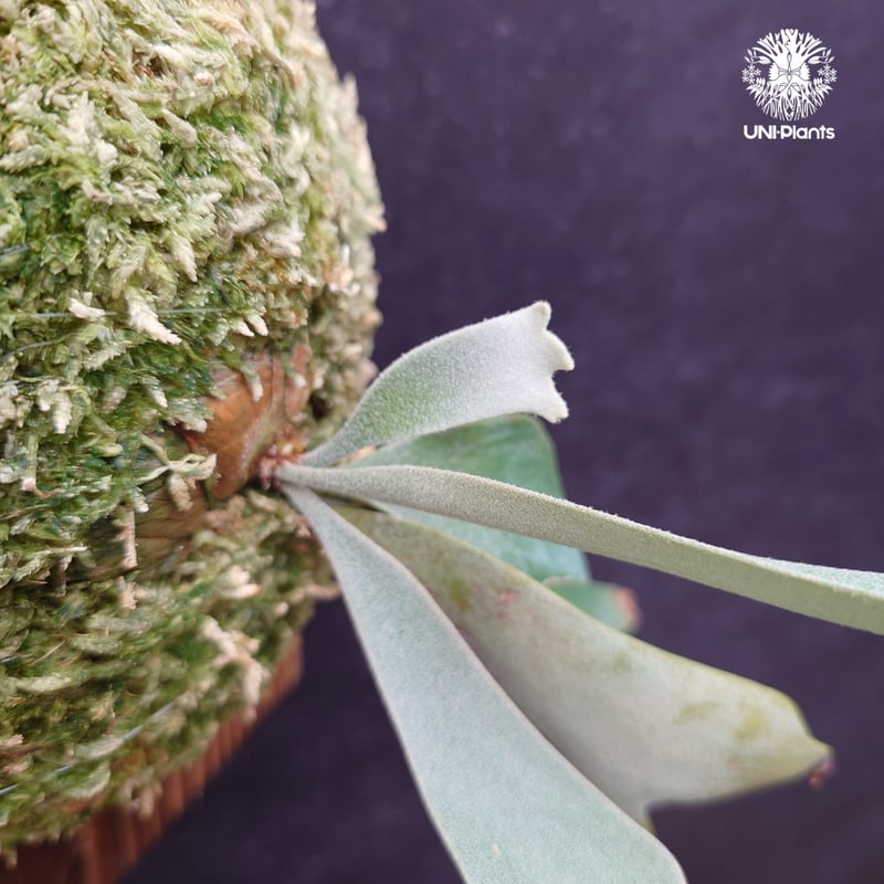 OZWRT Platycerium Willinckii Dwarf 精霊 稀少 OZWRT Platycerium