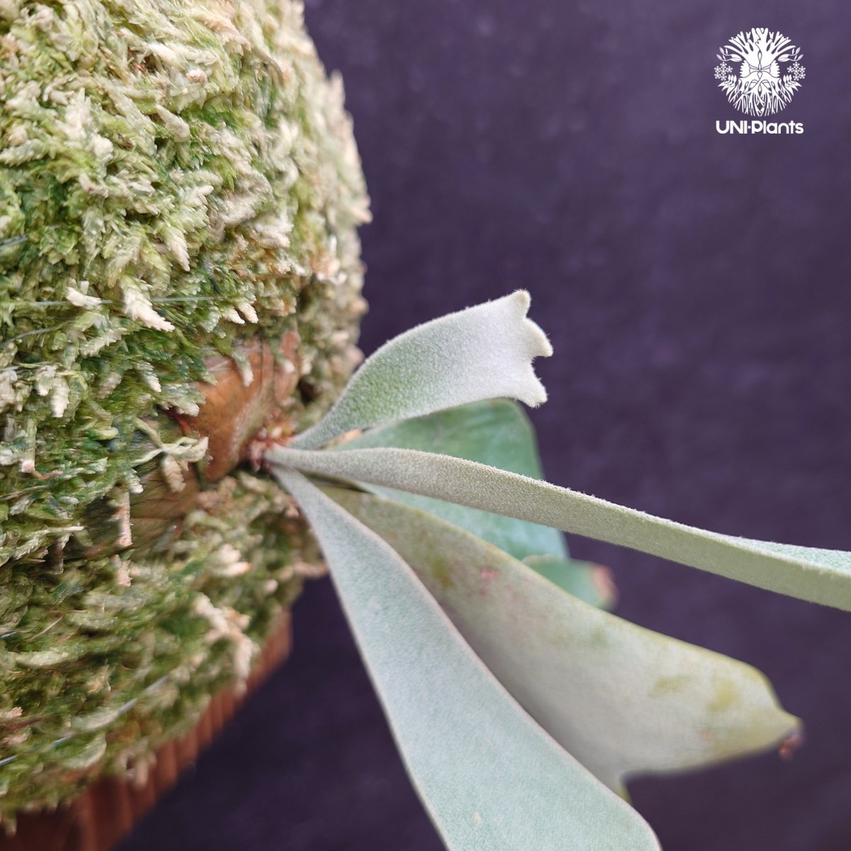 Platycerium Willinckii dwarf Tatsuta, P. Pegasu