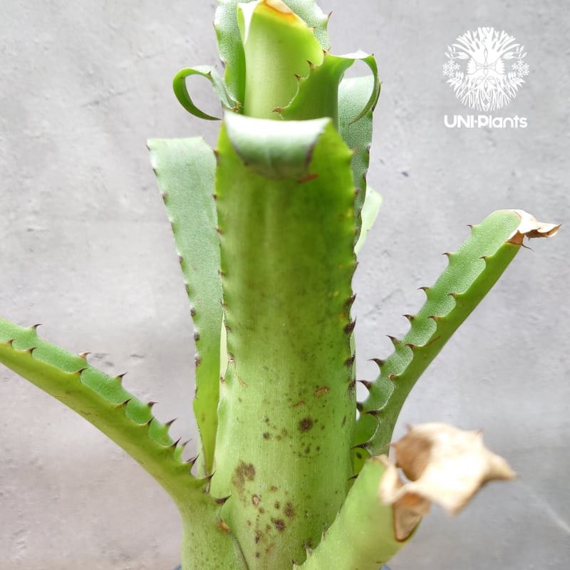 Hohenbergia magnispina ホヘンベルギア マグニスピナ タンク