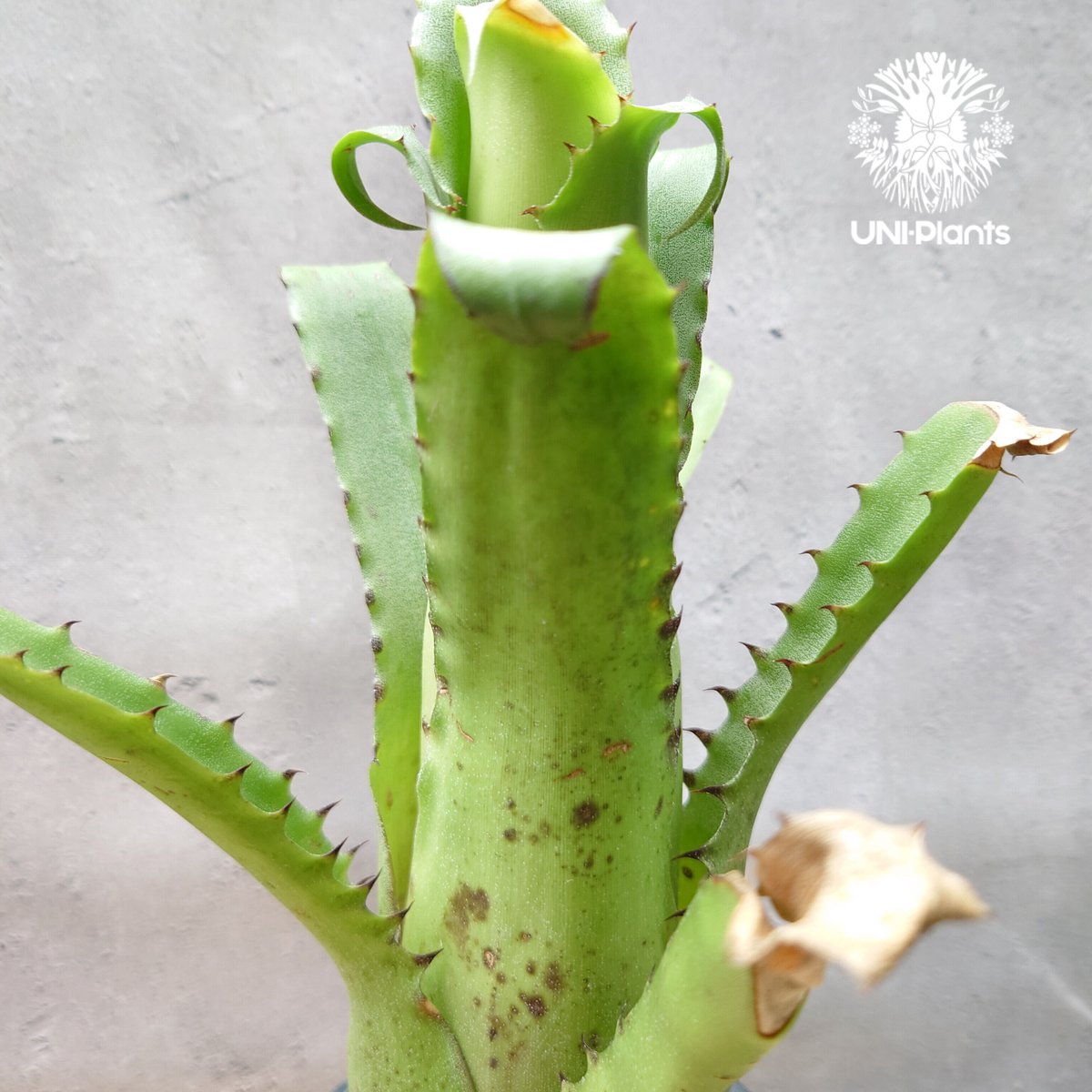 Hohenbergia magnispina ホヘンベルギア マグニスピナ タンク