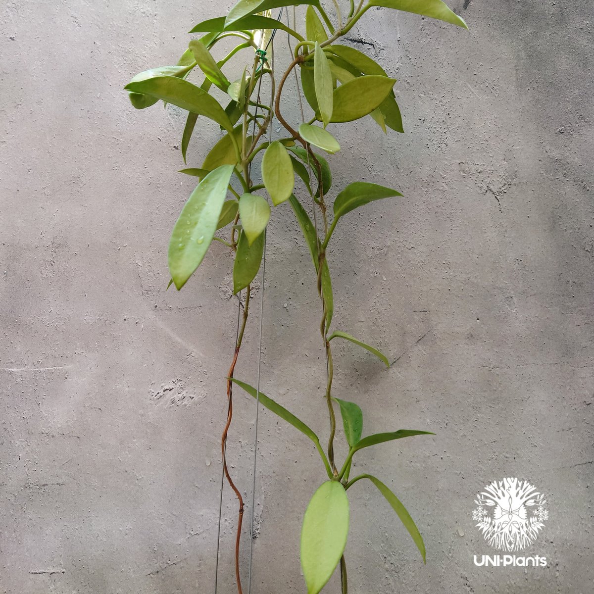 希少! Hoya Pubicalyx 'black dragon ホヤ植物 ホヤの花 ホヤプビ