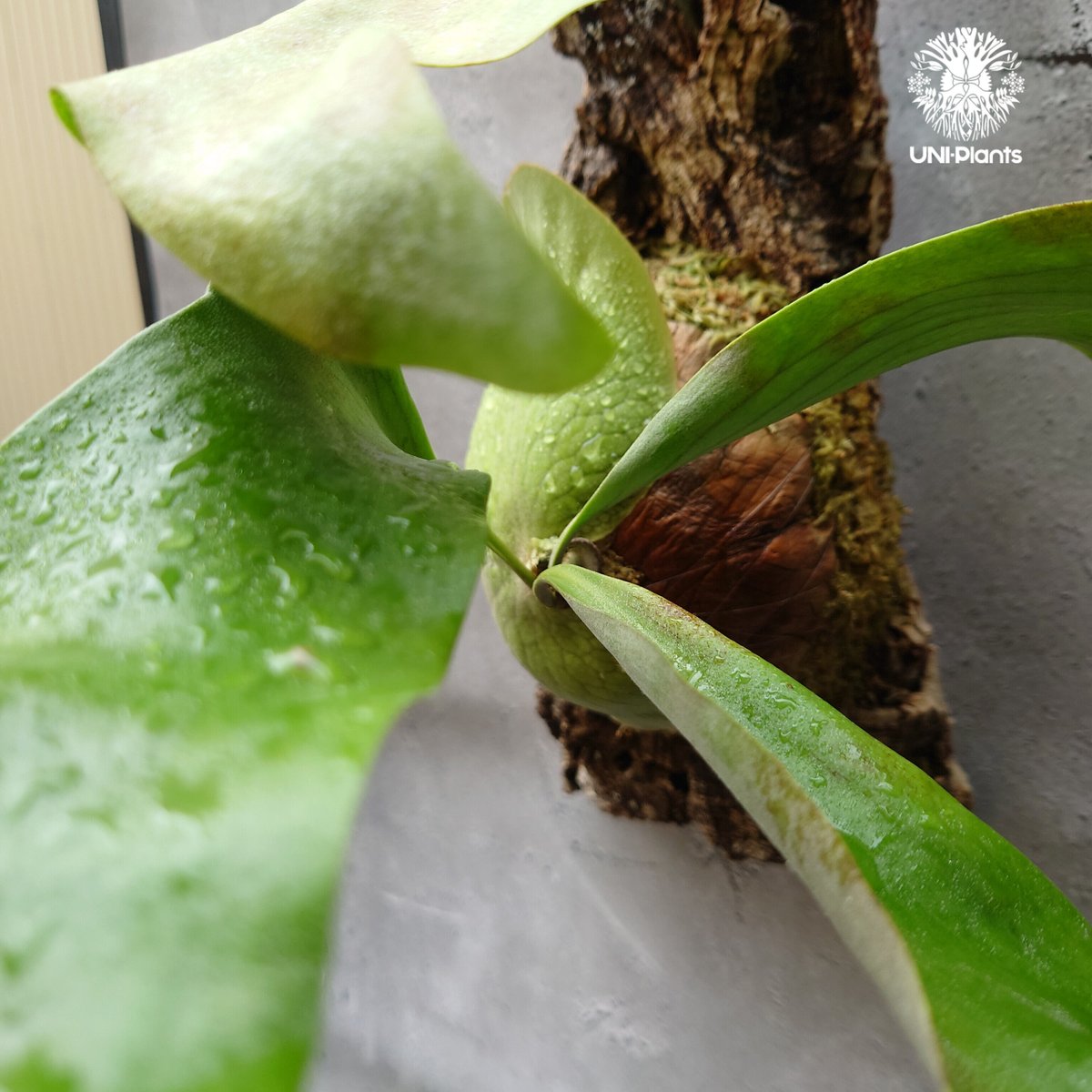 ビカクシダ アルテミス Platycerium Artemis (Alcicorne x Qu