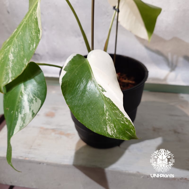 国内繁殖株・一点物】Monstera borsigiana 'Albo'｜モンステラ・ボル