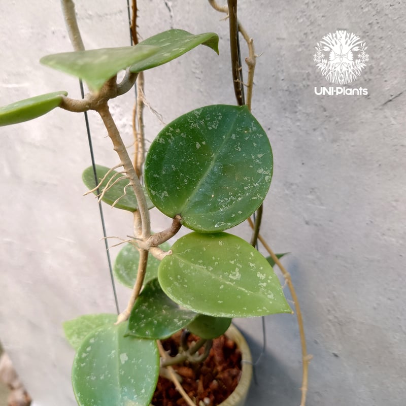 夏セール珍種ホヤ パラ 外斑入り Hoya para Albomarginata CATEGORY