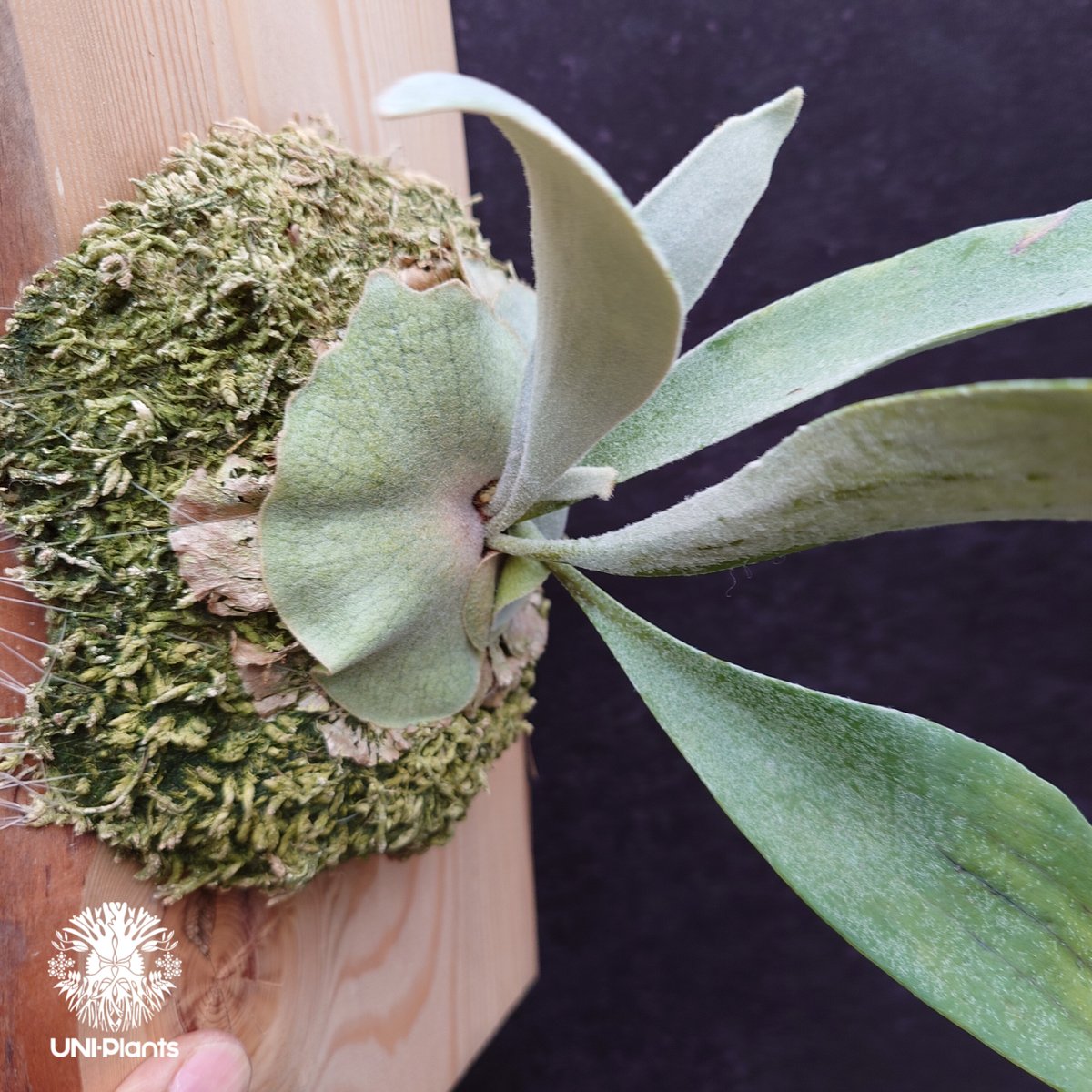 Patycerium veitchii wild ビカクシダ ベイチー ワイルド コウモリラン