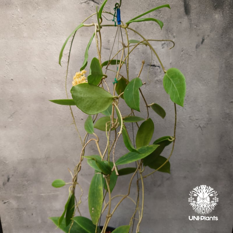 ホヤ　ミンドレンシス 植物販売】兵庫県宝塚市㈱陽春園植物場ネット販売 ホヤ