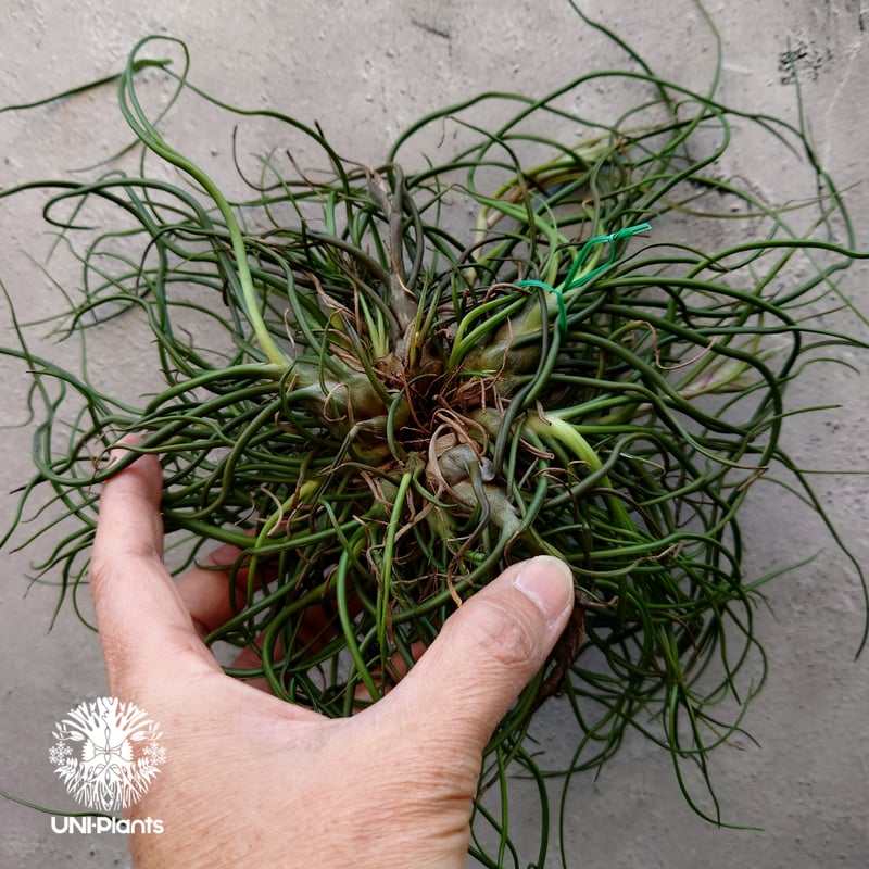 【トロピフローラ株】 T. bulbosa f. alba　ブルボーサ アルバ トロピフローラ株】 T. bulbosa f. alba ブルボーサ アルバ トロピ