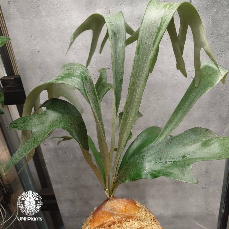 Platycerium sp.(Meramera ??? ) Platycerium シダ植物