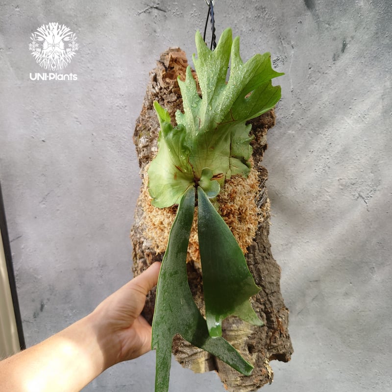 Platycerium willinckii 'W.A.Manda ビカクシダ ウィリンキー