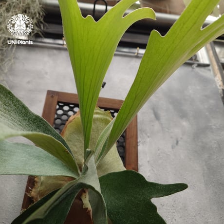 ビカクシダ 品種不明 Platycerium sp.コウモリラン ビカクシダ  ビフルカツム or ネザーランド系  シダ植物 ビカクシダパネル付け 着生植物
