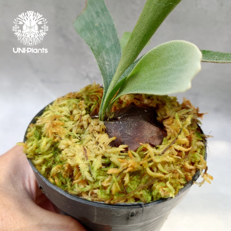 ビカクシダ　レモイネイ　選抜 ビカクシダ P.'Nemo'(P.willnckii × P.veitchii Lemoinei) from Mr