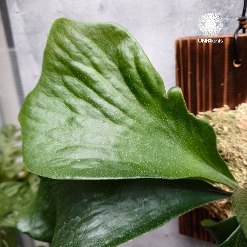 Platycerium hillii 'TT1' ビカクシダ ヒリー Platycerium