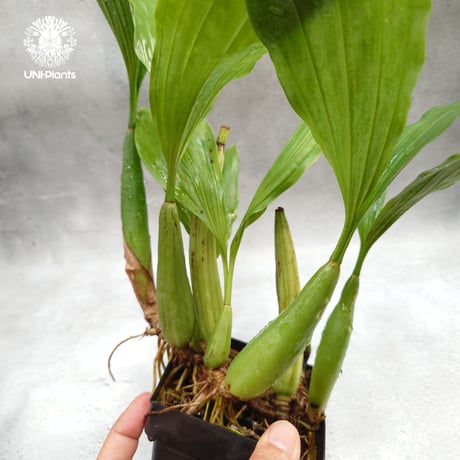 【タイ直輸入】着生ラン セロジネ・ロクセニー  ｜珍品・希少ラン・蘭の花｜Coelogyne rochussenii