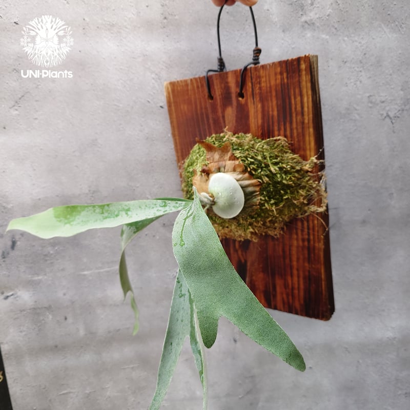 Patycerium veitchii wild（pup）ビカクシダ ベイチー ワイルド ビカ