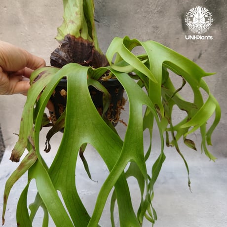 Platycerium coronarium phils dwarf ビカクシダ コロナリウム フィリピネス ドワーフ ビカクシダポットタイプ