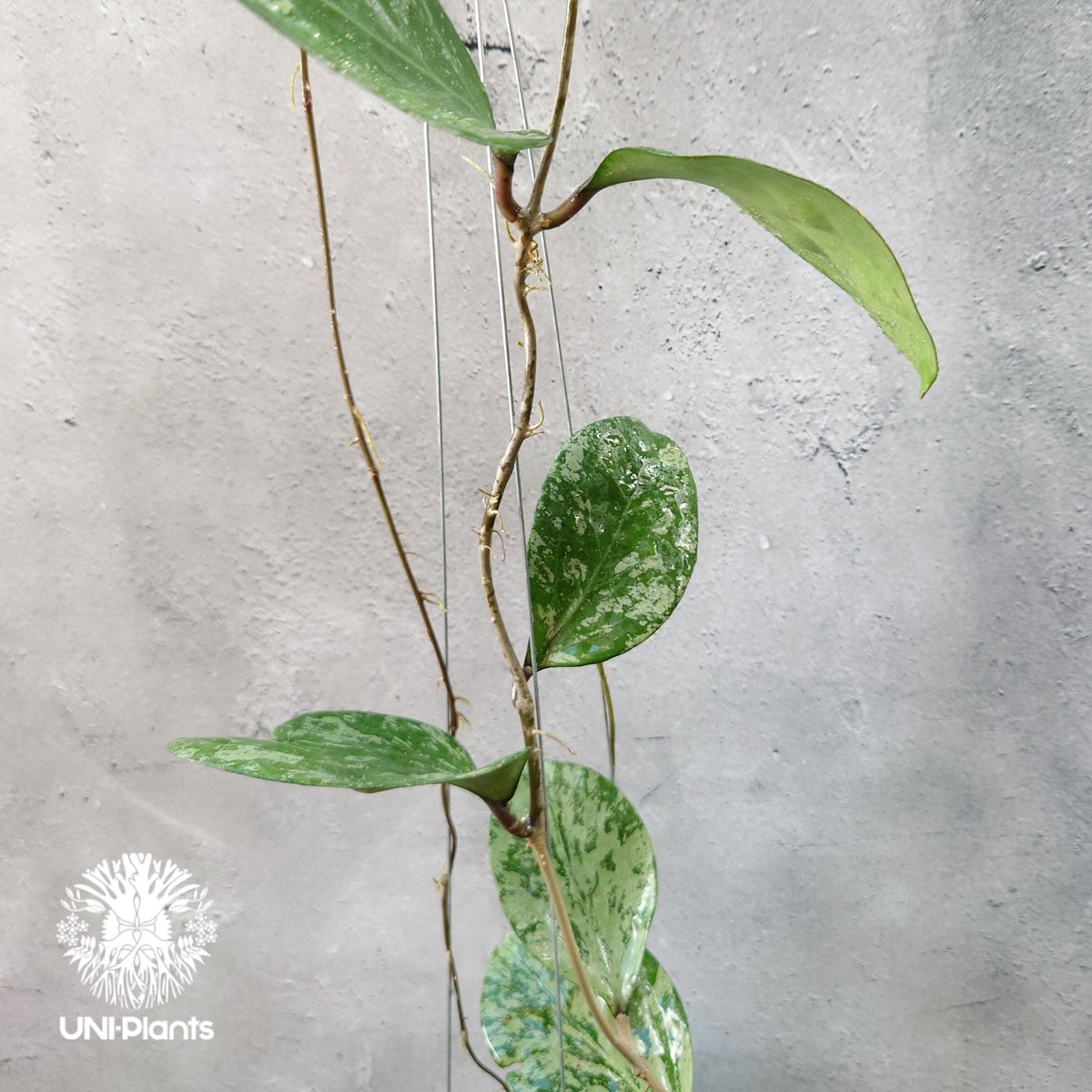 セール珍種ホヤ セルペンス スプラッシュ Hoya Serpens splash セール珍種ホヤ セルペンス スプラッシュ Hoya Serpens splash 珍種