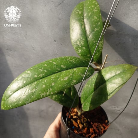 CATEGORY ホヤ植物 (Hoya) | UNI-Plants ビカクシダ、ホヤ植物、着生