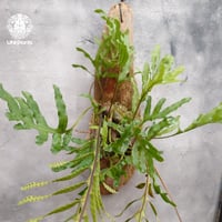 Lecanopteris crustacea narrow レカノプテリス クルスタセア ナロー 着生シダ植物 着生植物 アリ植物