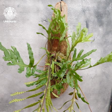 アリ植物 | STORES