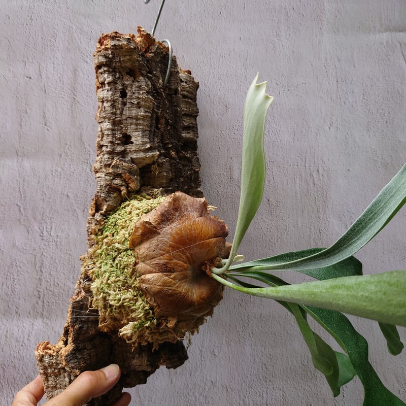 ビカクシダ(コウモリラン) ビフルカツム Platycerium bifurcatum | U