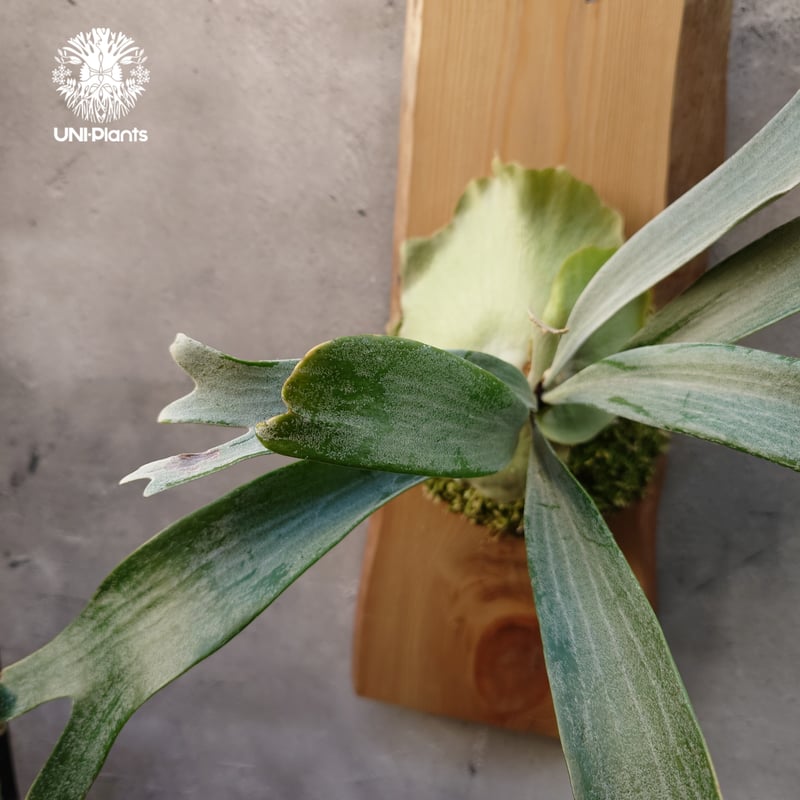 Platycerium White Wing sporeling (P.veitchii x