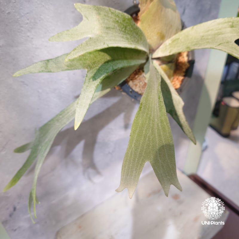 国内繁殖株・一点物】Platycerium bifurcatum 'white' ｜ビカ