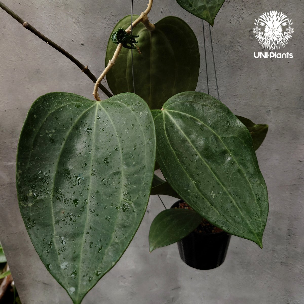 1124＊Hoya ＊ ホヤ＊latifolia＊silver ＊ラティフォリア Hoya