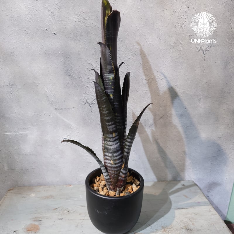 国内繁殖株・一点物】Billbergia Darth Vader ｜ビルベルギア