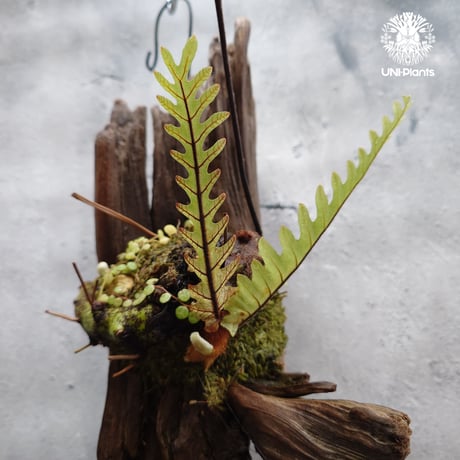Drynaria rigidula `whitei ドリナリア·リギデュラ'ホワイティ' 流木仕立て 観葉植物 珍奇植物 植物 着生植物 インテリア植物 珍しい シダ植物