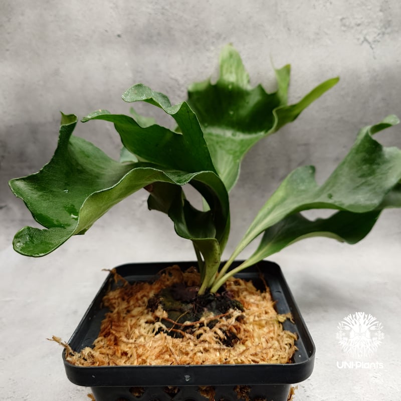 Platycerium hillii 'Dragon Fury' ビカクシダ ヒリー 'ドラゴ
