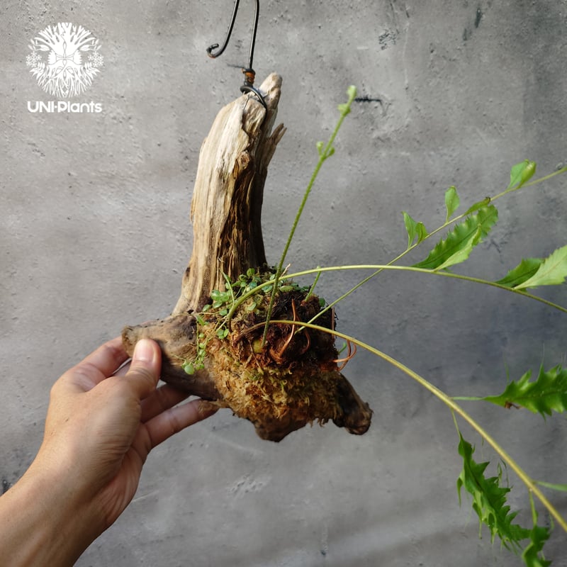 ドリナリア・リディギュラ・ホワイティ板付け ドリナリア・リディギュラ・ホワイティ板付け シダ 観葉 植物