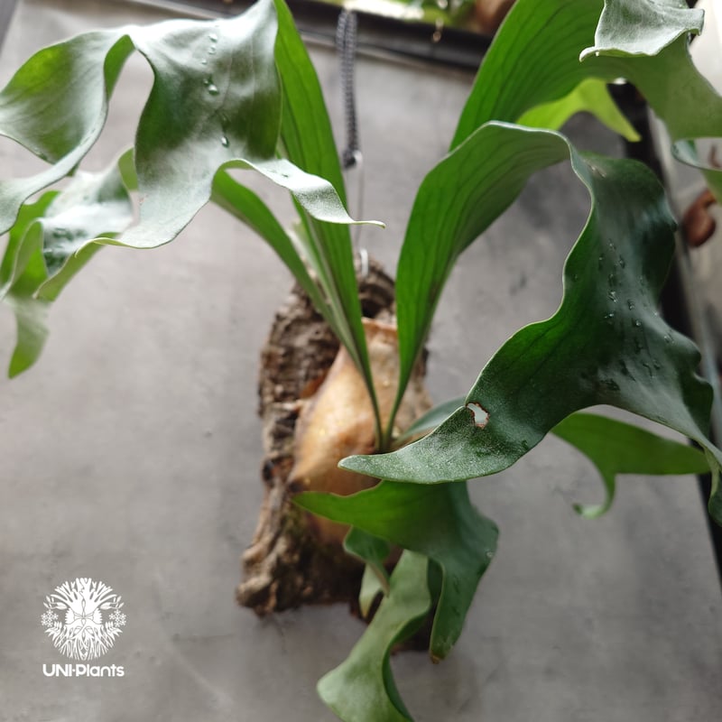 Platycerium hillii cv. Nampu ビカクシダ ヒリー cv. ナンプー Platycerium hillii cv. Nampu ビカクシダ ヒリー cv. ナンプー