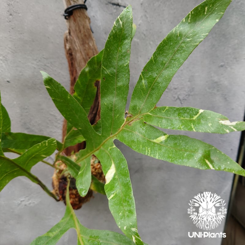 Drynaria quercifolia variegata ドリナリア クエルシフォリア バ