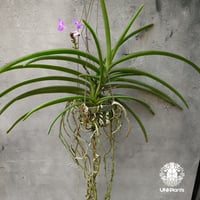 Rynchodenia Magic Wand リンコデニア マジック ワンド 着生蘭 ラン 蘭 花が綺麗な洋ラン