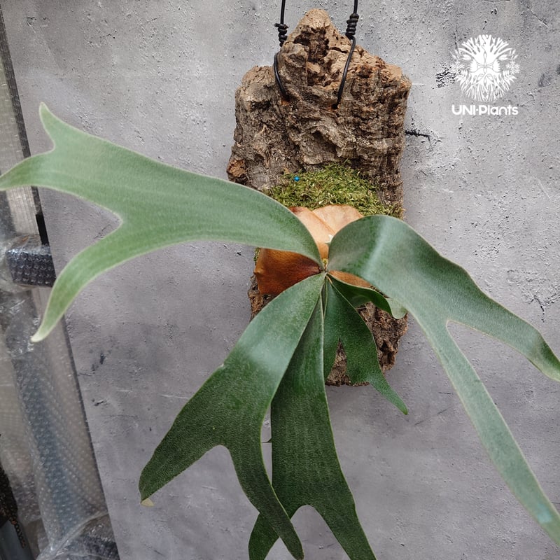 Platycerium Banna #A (pup) ビカクシダ バンナ #A (子株) ビカ