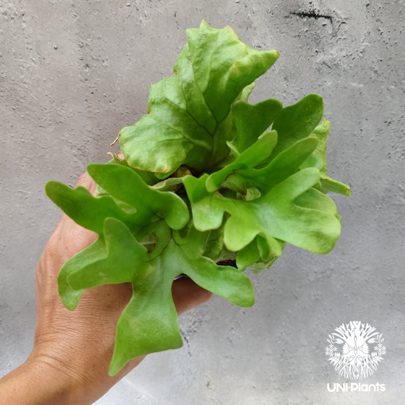 ビカクシダ　リドレイ　ワイルド　Platycerium ridleyi⑰ ビカクシダ リドレイ ワイドリーフ 「Platycerium ridleyi wide