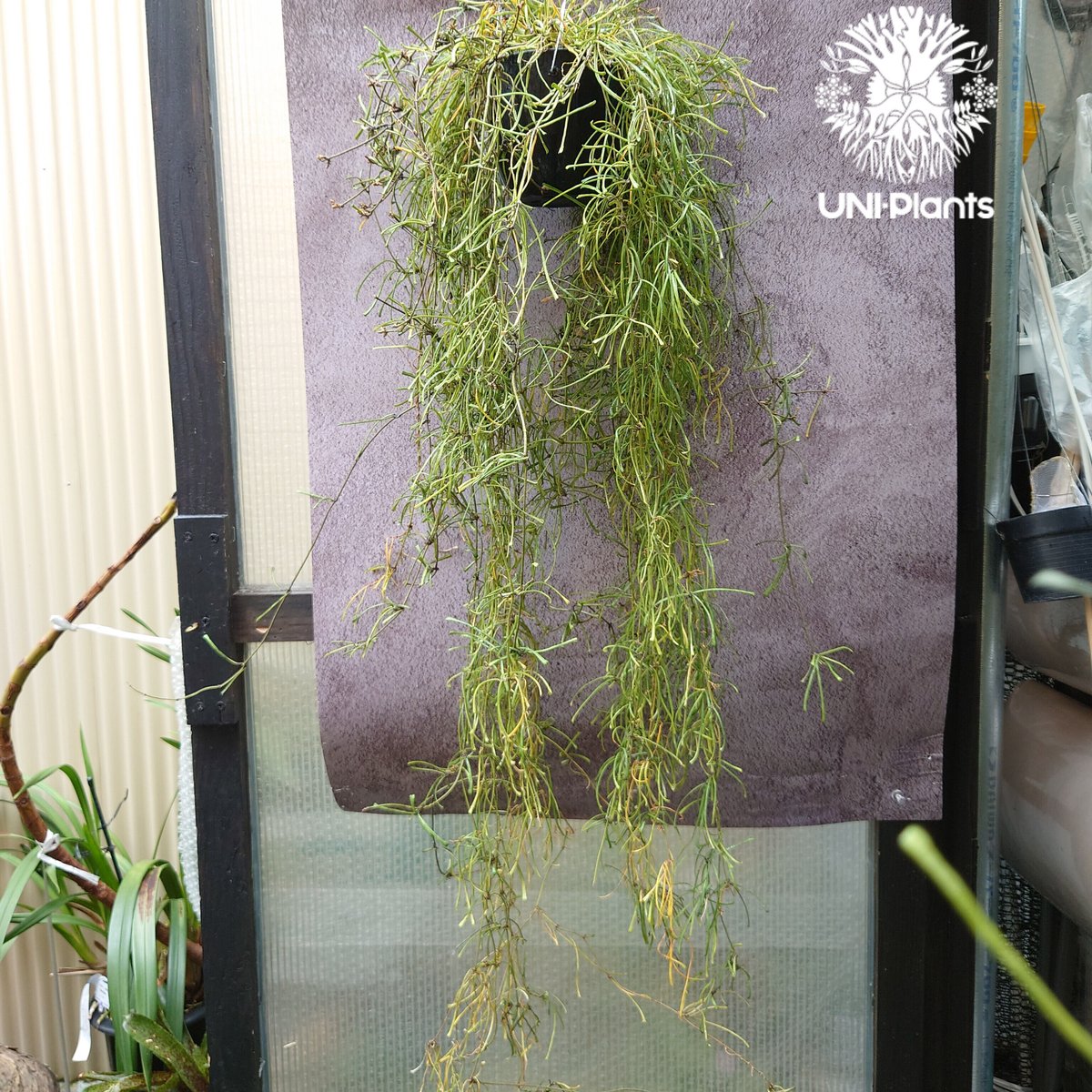 HOYA レツーサ　 250808 13 HOYA レツーサ 250808 13 HOYA レツーサ 250808 13 - メルカリ