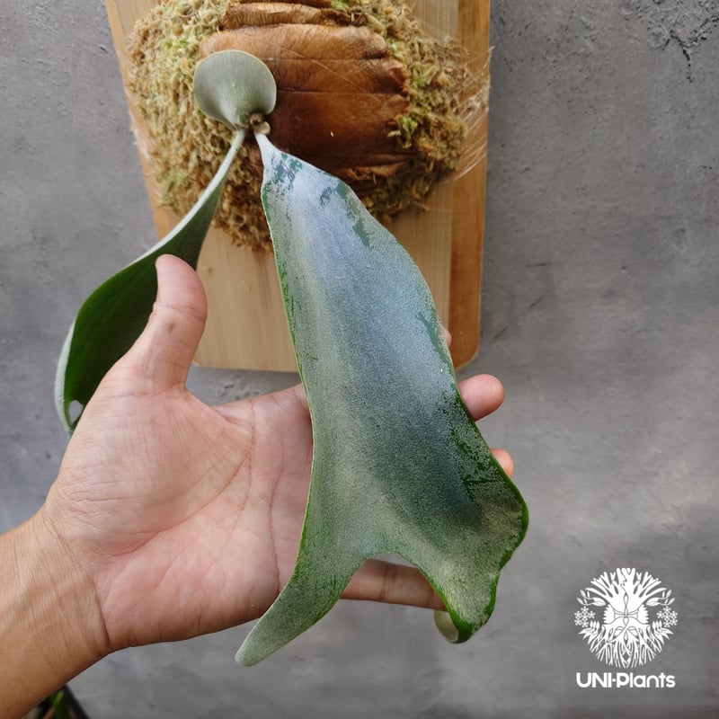Platycerium Saikeaw(P.andinum x P.willinckii) ビ