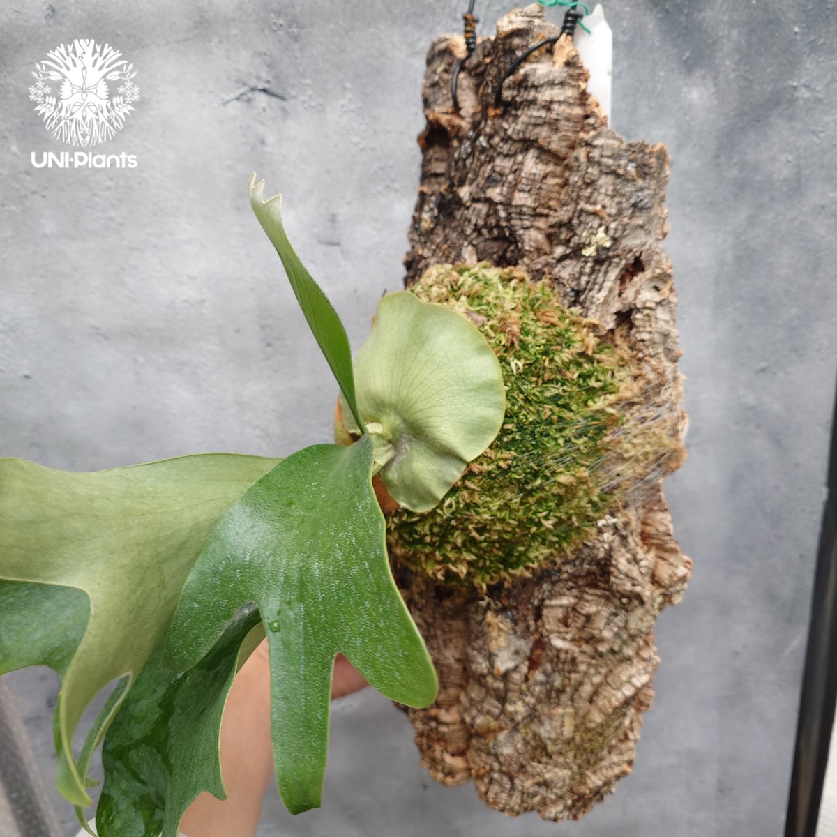 リクエスト専用ページ リクエスト約No.UNS-250410-1450 P.hillii ex