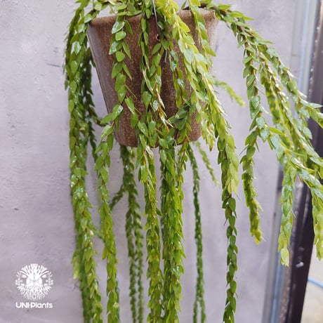 Huperzia spp. フペルジア  Phlegmariurus (フレグマリウルス) 観葉植物 珍奇植物 植物 着生植物 インテリア植物 珍しい シダ植物