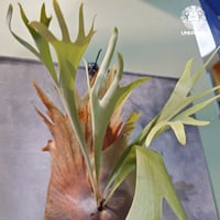 【タイ直輸入・現地選抜】Platycerium Kusanagi |  ビカクシダ クサナギ(草薙)｜Platycerium ｜ビカクシダハイブリッド