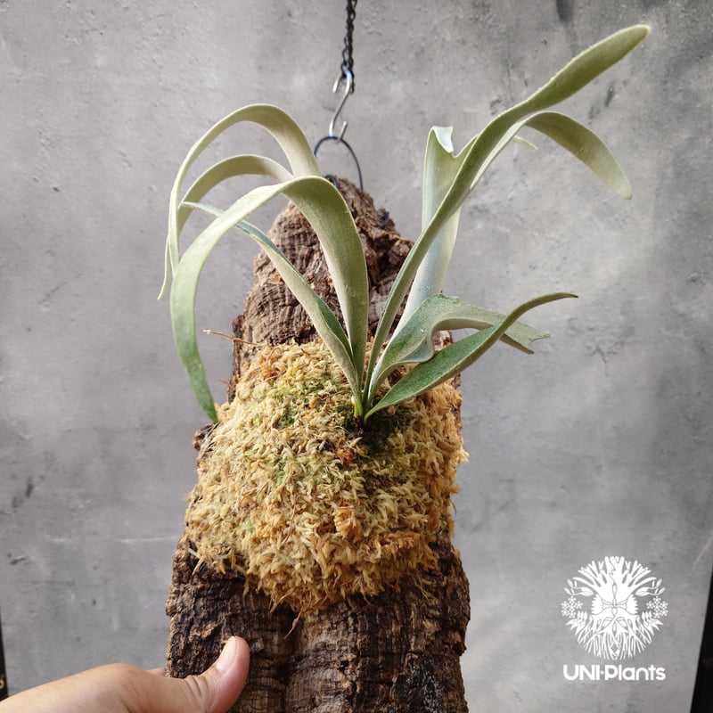ビカクシダ ベイチー (Veitchii) コルク板付け ビカクシダ ベイチー Patycerium veitchii コウモリラン