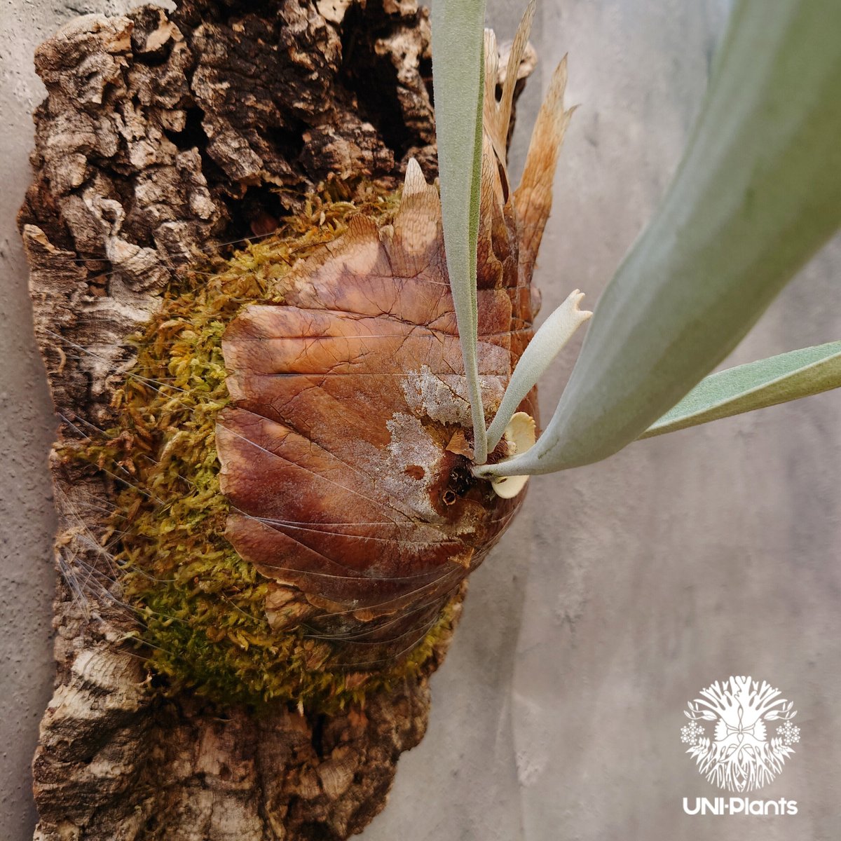 ビカクシダ レモイネイ Platycerium veitchii 'Lemoine' コウモリ ビカクシダ レモイネイ Platycerium veitchii 'Lemoine' コウモリ