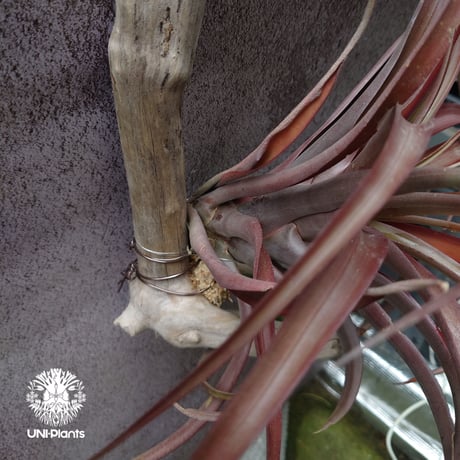 Tillandsia capitata “Marron” with Araujei ティランジア チランジア・カピタータ・マロン With アラウジェイ 珍奇植物 植物 エアプランツ ブロメリア